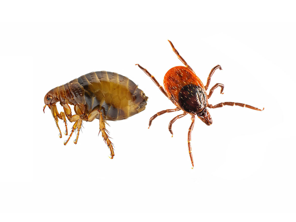 Fleas & Ticks ARKO Pest Control